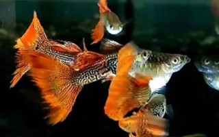 孔雀鱼如何保持不退化，一般情况下不会退化