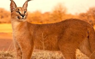 猫科动物有哪些种类,可分为猎豹亚科、豹亚科、猫亚科