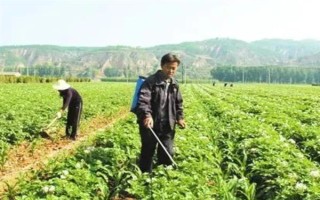 使用二氯喹啉酸要注意什么，与杀草丹等药物混用可扩大除草谱