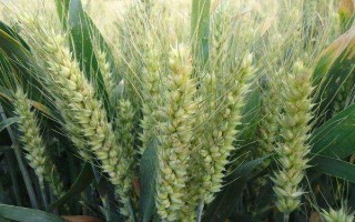 宁麦17小麦品种的特性，每亩有效穗28.9万