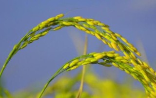 华两优6570水稻品种简介，每亩有效穗数18.1万穗