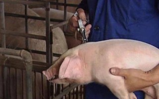 猪针头断在肉里如何处理，需要做永远标识