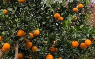 脐橙怎么套袋，先套内膛果、再套外膛果