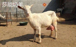 羊的繁殖性能介绍，不同品种的繁殖能力有区别