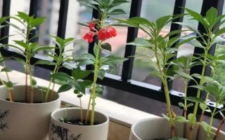 凤仙花叶子蔫了的原因,可能是浇水不当或光照过强所致