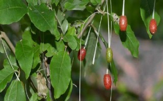 木半夏与胡颓子有什么区别，植物类型、叶片、花朵等方面均不同