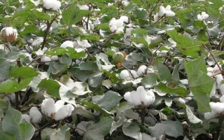 冀1518棉花种简介,春播生育期114天