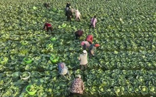 甘蓝属于哪个季节的蔬菜，一般在春季3-4月份收获