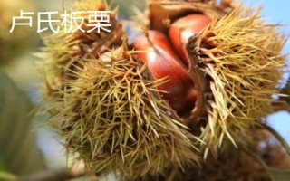 河南三门峡市的特产,三门峡核桃名气大