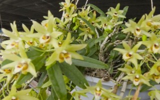 石斛的采收时间，11月-次年2月之间都可以