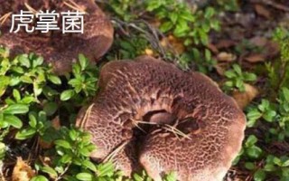 虎掌菌和黑虎掌菌的区别,虎掌菌分为黑虎掌菌,黄虎掌菌
