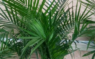 家庭大型盆栽常绿植物推荐,常见的有千年木、心叶藤和鸭脚木等