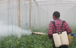番茄有哪些虫害，以下5种比较常见
