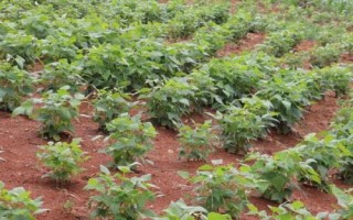 芸豆黄叶的原因，可能是水量过多未及时排水导致