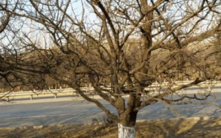 杏树采果后管理注意事项，采果后必须进行修剪一次