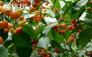 樱花树与樱桃树有什么区别，樱花树属于樱花种、樱桃树属于樱桃种