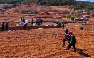 蚕豆的种植方法,春播一般在3月中下旬至4月上旬播种