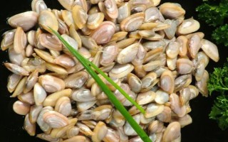 海瓜子怎么养殖，排干水塘再将种苗均匀撒在塘面上