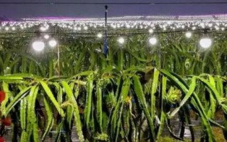 种植火龙果夜晚为什么要用灯照射,夜晚增加光照可以延长花期