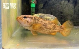 什么是鳜鱼,属于鮨科淡水鱼类