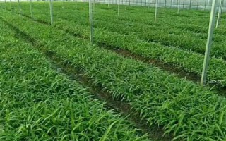 怎么种植白芨，整地施肥、撒施杀虫剂之后再播种