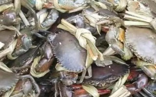 青蟹有没有蟹黄,母蟹体内的卵巢和消化腺即为蟹黄