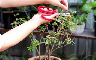 如何养好杜鹃花，生长期需要保持它的光照充足