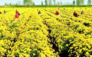 菊花的种植时间，取决于繁殖方法