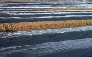 温度高时播种为何要覆盖塑料薄膜，可提高土壤肥力、地温等