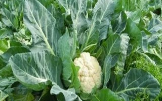 哪些蔬菜能在八月份种植，包括菜花、黄瓜、萝卜等品种