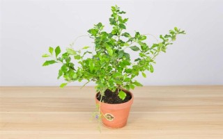 金露花的耐寒温度，可耐寒零度