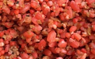 钓鱼的技巧,要等发窝后再下竿