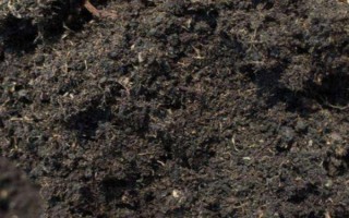 红稚儿多肉的养殖方法，生长季节要充分晒光