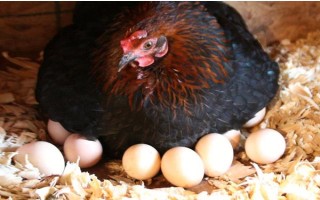 母鸡被踩背后过多长时间会产蛋，经过48小时左右便可生产