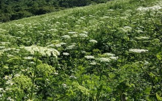 怎么种植独活,可采用直播或根芽繁殖的方式