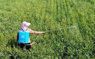 防治红蜘蛛用什么药，可以选择爱卡螨、金满枝等