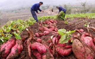 红薯的收获时间，通常是在9-11月份左右
