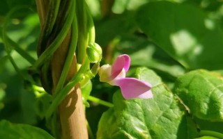 吡虫啉豆角开花后能用吗,可在豆角开花后使用