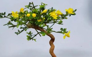 迎春花的养护方法,生长期间每10天半个月施肥一次
