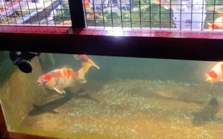 锦鲤侧翻但未死亡怎么处理,环境不适可静养一段时间