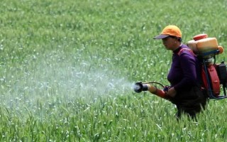 使用二氯喹啉酸要注意什么，与杀草丹等药物混用可扩大除草谱