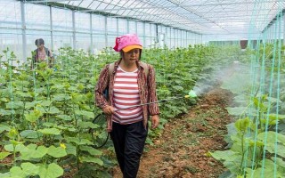 黄瓜上面的蚜虫怎么防治，可用啶虫脒等药物兑水喷雾