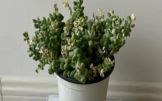 多肉玉坠的养殖方法，需确保充足的散射光照