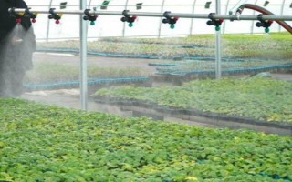 温室大棚蔬菜冬季浇水注意事项，要坚持做到膜下暗灌