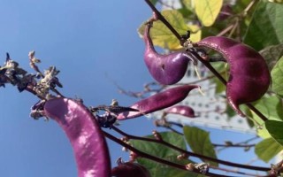 有哪些紫色菜，常见的有茄子、紫甘蓝、洋葱等