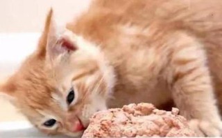 犬猫食物中毒有什么症状，具有精神沉郁、食欲降低、呕吐腹泻等表现