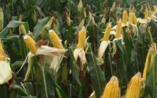 粮食农作物可以分为哪三类,谷类、豆类和薯类作物三大类