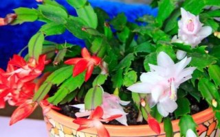 蟹爪兰耐不耐寒，属于热带植物不耐寒