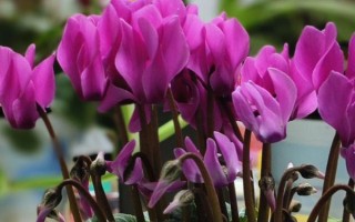 仙客来花茎萎蔫弯曲怎么办，要根据引发原因采取对应措施