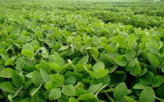 开豆16号大豆种子介绍，及时防治大豆蚜虫和食心虫